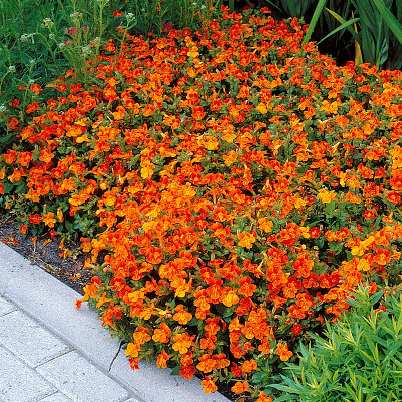 5 Mimulus Orange Glow
