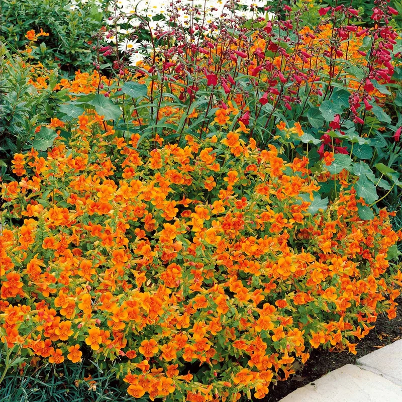 5 Mimulus Orange Glow