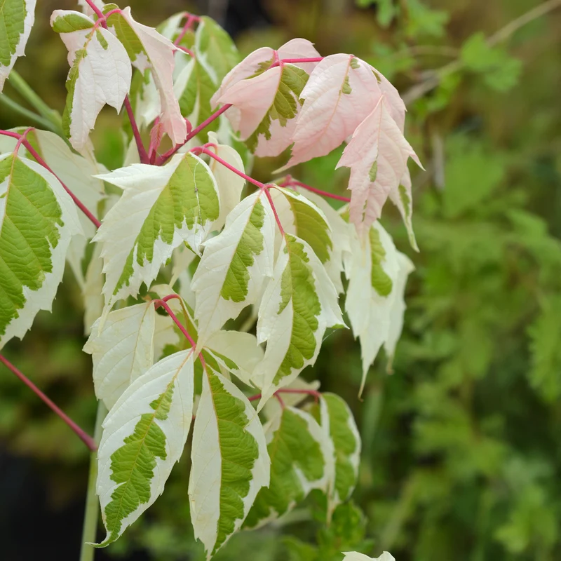 Erable à feuilles de frêne