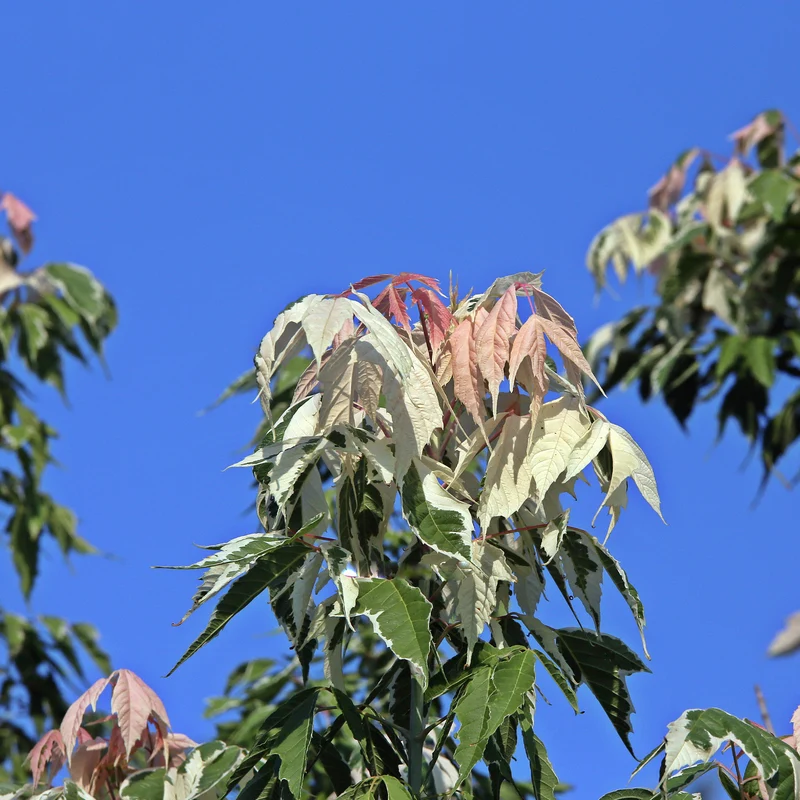 Erable à feuilles de frêne