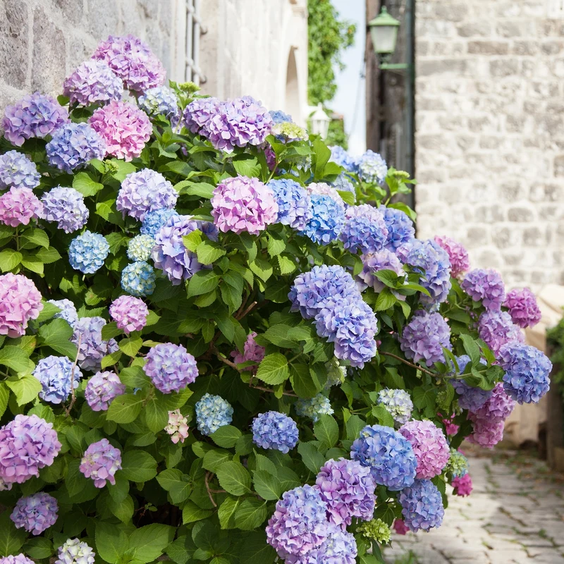 Hortensia tricolore