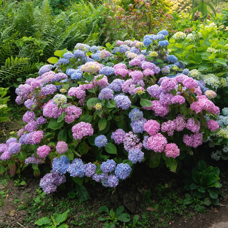 Hortensia tricolore