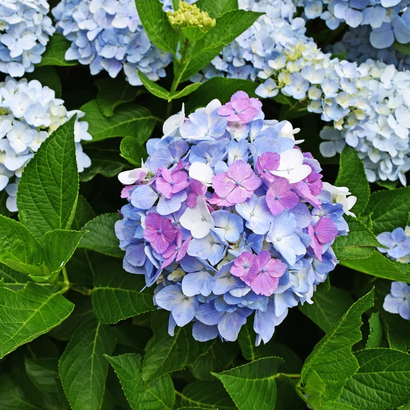 Hortensia tricolore