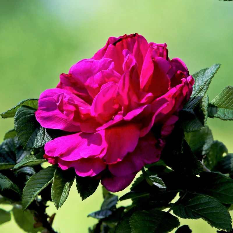 Rosier botanique Hansa