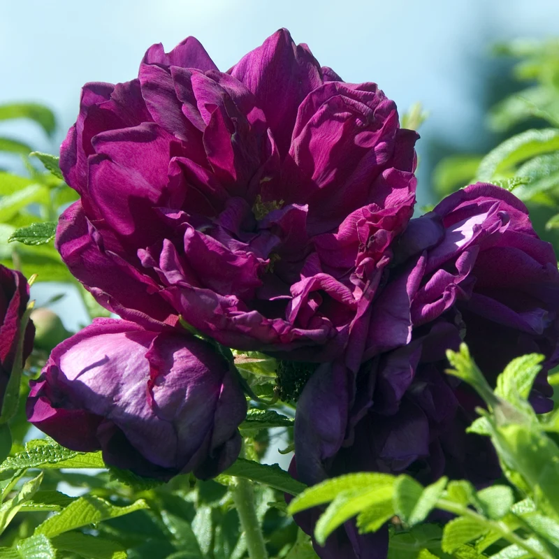Rosier botanique Hansa