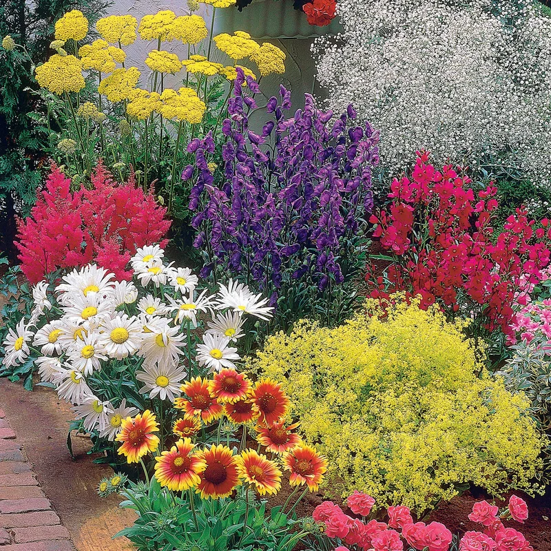 Massif fleuri facile - 8 plantes vivaces - Superficie environ 1,5 m²