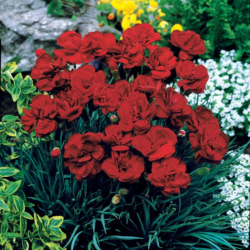 2 Œillets Grenadin Rouge