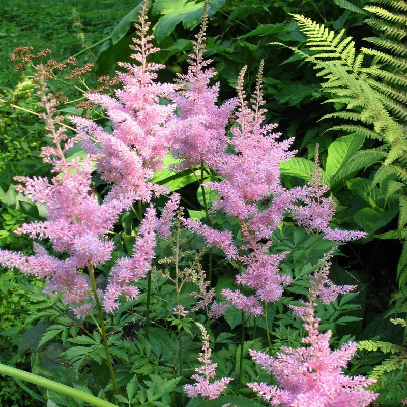 3 Astilbes Nouvelle vague
