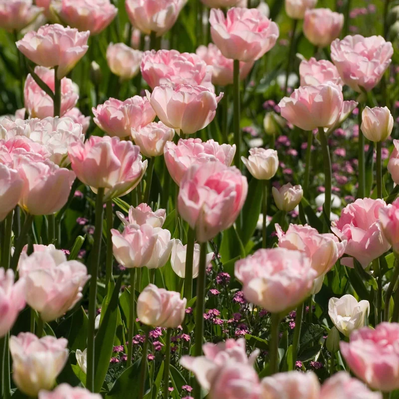 10 Tulipes à fleur de pivoine Angélique