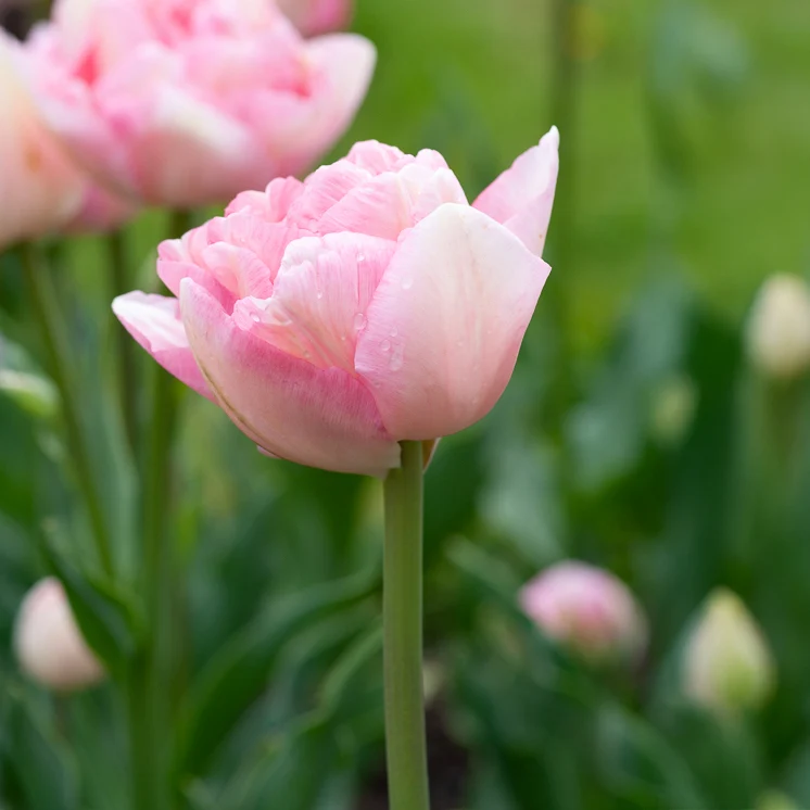 10 Tulipes à fleur de pivoine Angélique