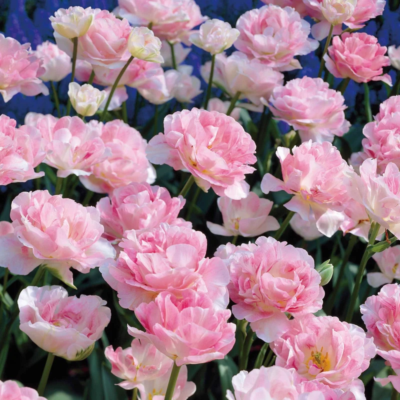 10 Tulipes à fleur de pivoine Angélique