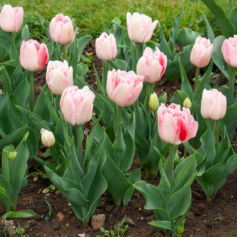 10 Tulipes à fleur de pivoine Angélique