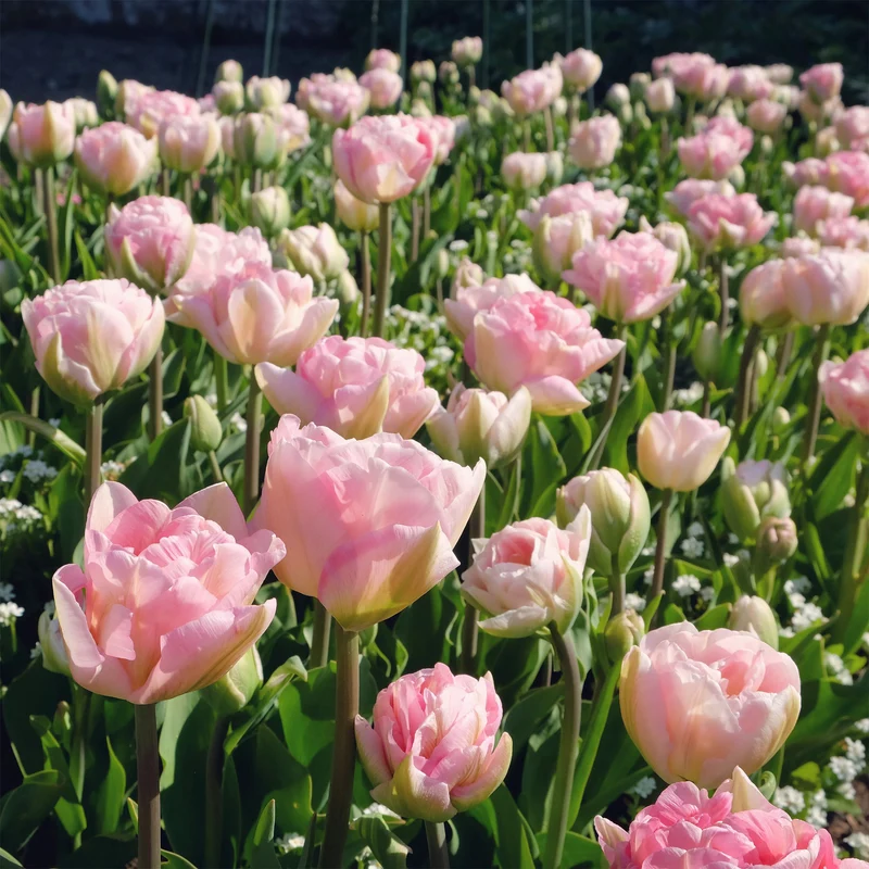 10 Tulipes à fleur de pivoine Angélique