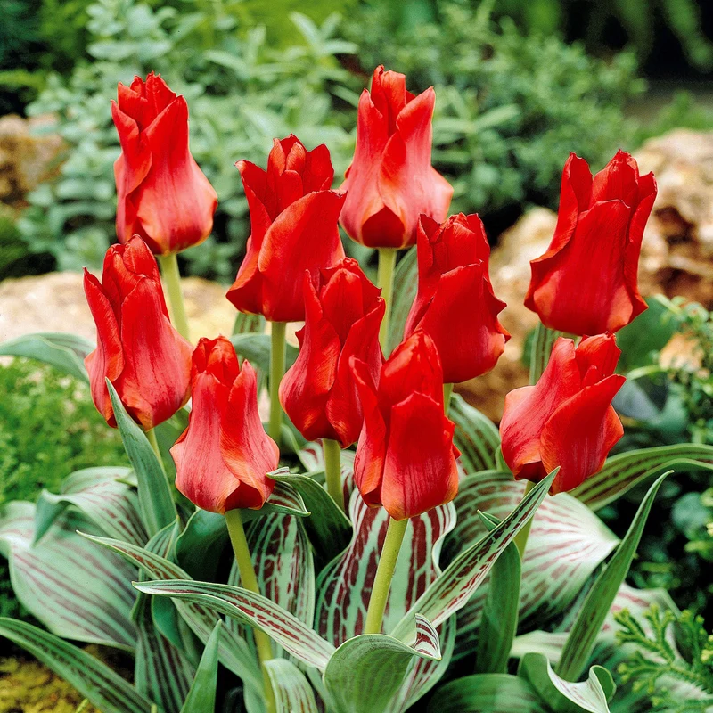 10 Tulipes Chaperon Rouge