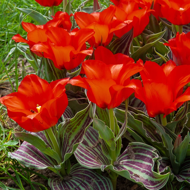 10 Tulipes Chaperon Rouge
