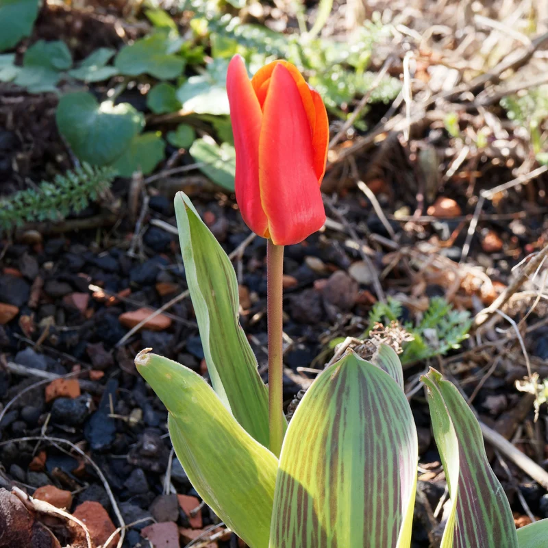 10 Tulipes Chaperon Rouge
