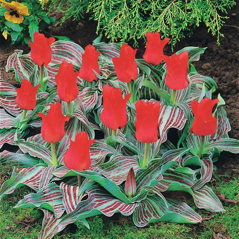 10 Tulipes Chaperon Rouge