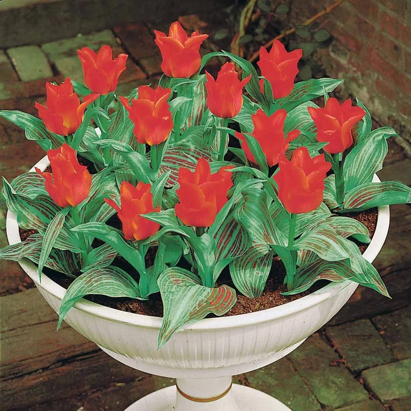 10 Tulipes Chaperon Rouge
