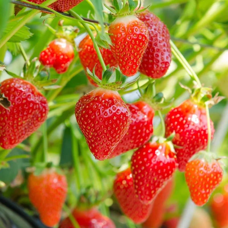 Fraisier Gariguette
