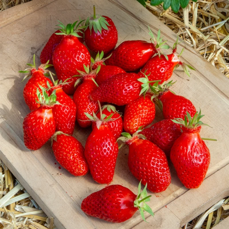 Fraisier Gariguette