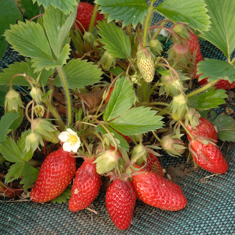 Fraisier Gariguette