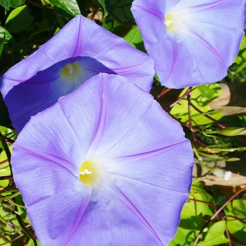 Ipomée à grandes fleurs