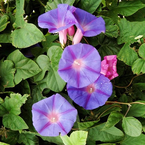 Ipomée à grandes fleurs