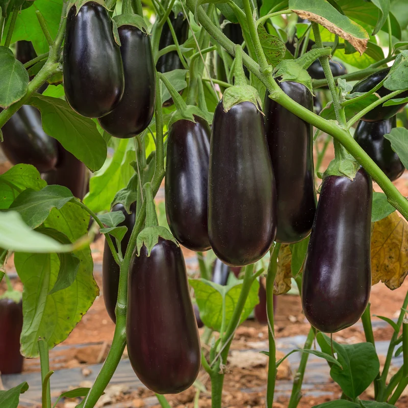 3 Plants d'Aubergine Baluroi F1