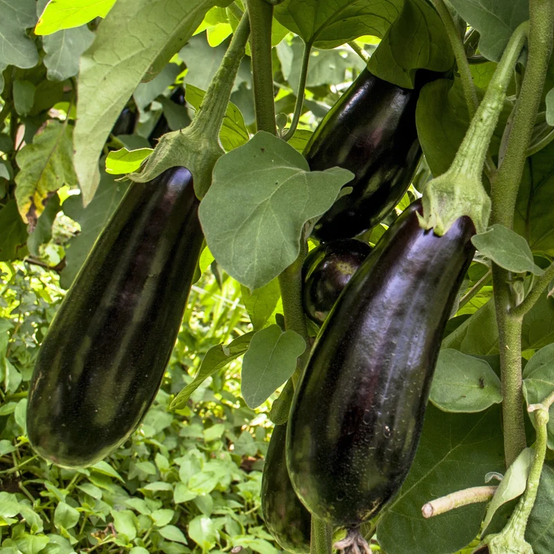 3 Plants d'Aubergine Baluroi F1