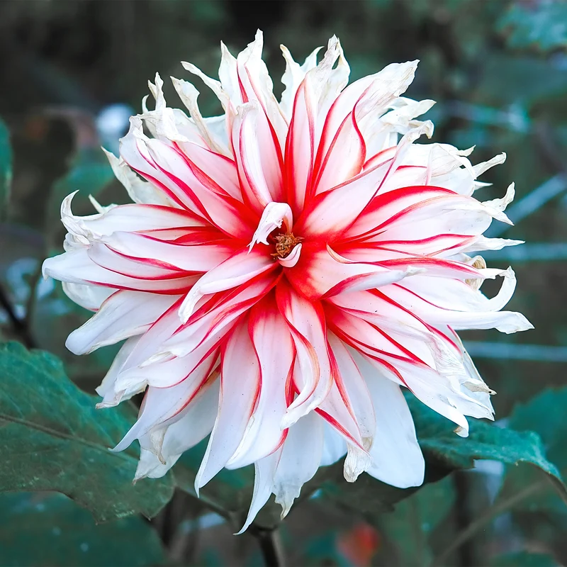 3 Dahlias décoratifs Santa Claus