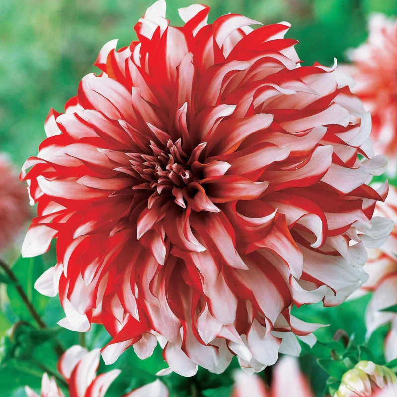 3 Dahlias décoratifs Santa Claus