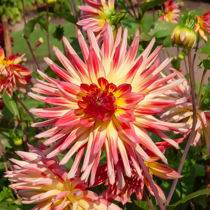 3 Dahlias cactus Oiseau de Feu