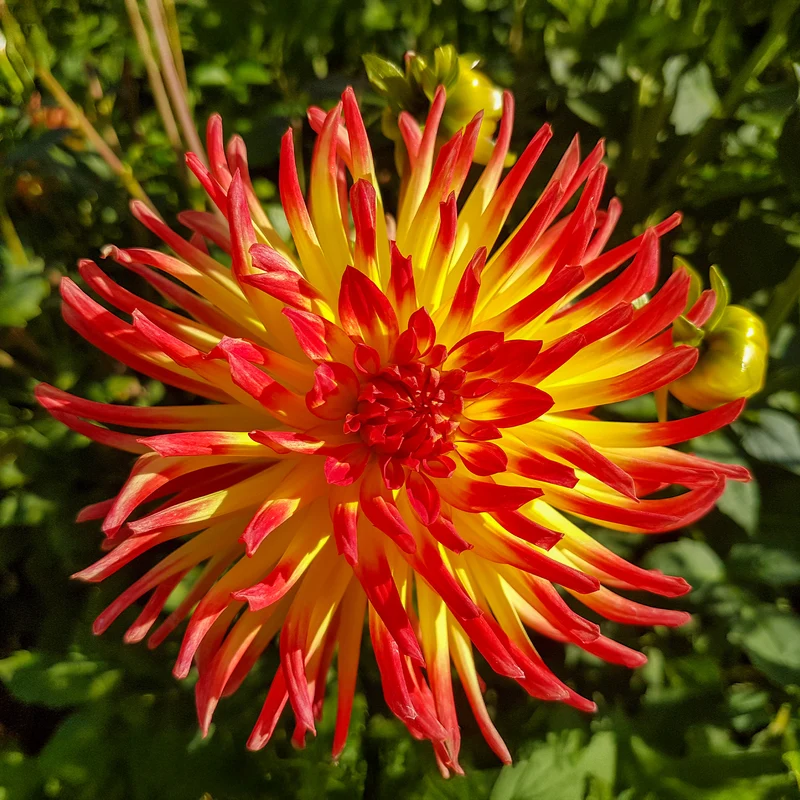 3 Dahlias cactus Oiseau de Feu