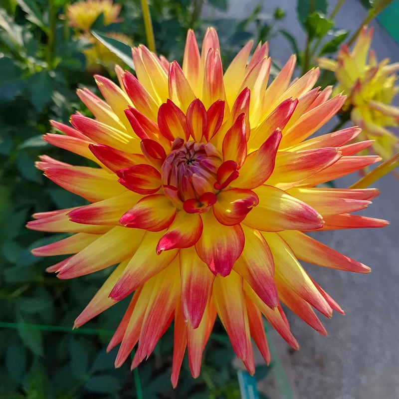 3 Dahlias cactus Oiseau de Feu