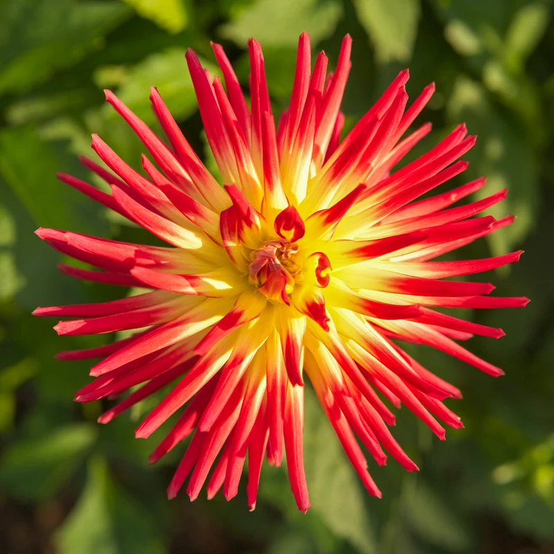 3 Dahlias cactus Oiseau de Feu