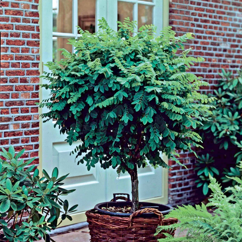Acacia boule sur tige