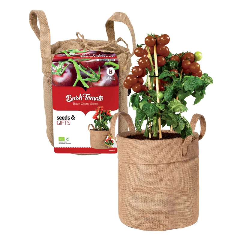 Kit Tomate cerise noire avec sac déco et terreau