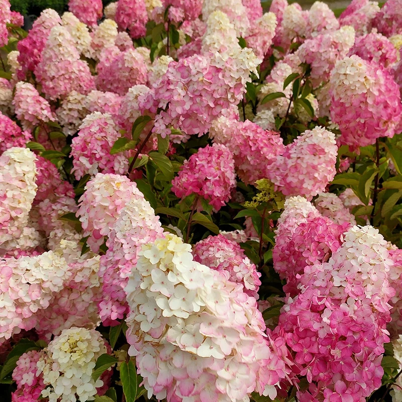 Hortensia paniculé Fraise Melba® Renba
