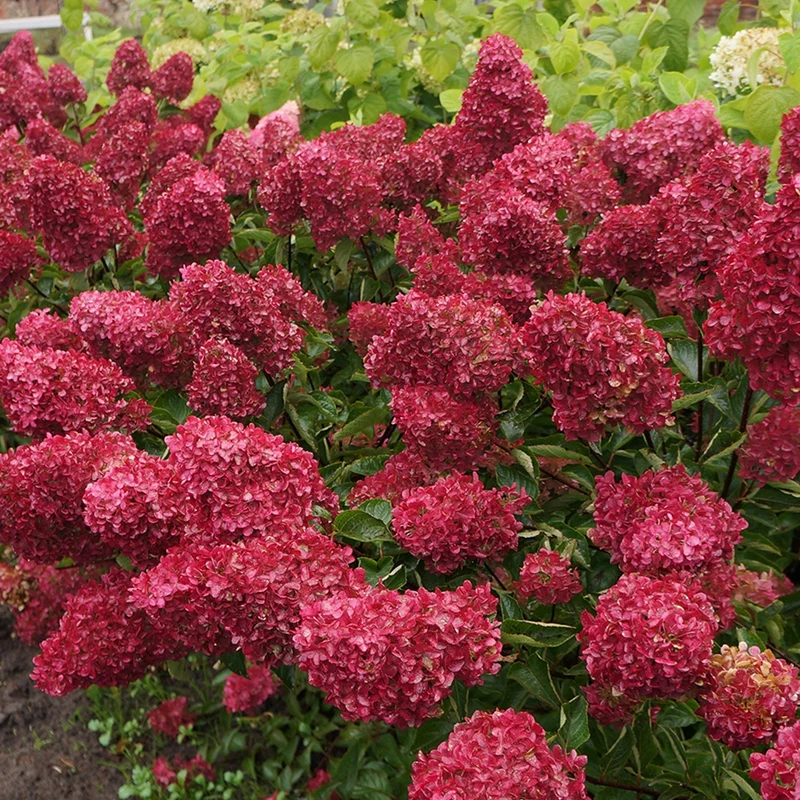 Hortensia paniculé Fraise Melba® Renba