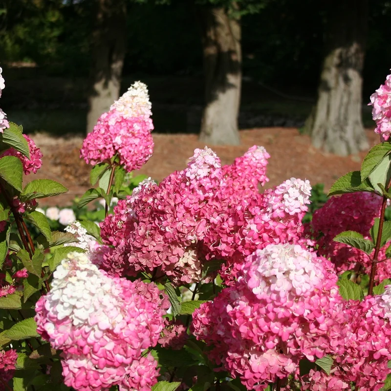 Hortensia paniculé Fraise Melba® Renba