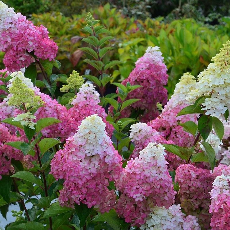Hortensia paniculé Fraise Melba® Renba