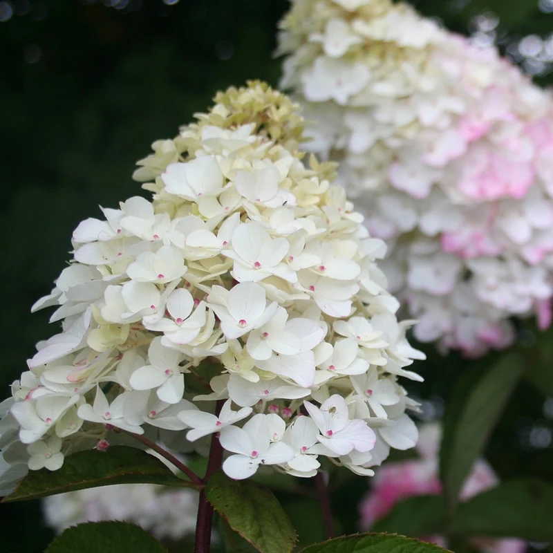 Hortensia paniculé Fraise Melba® Renba
