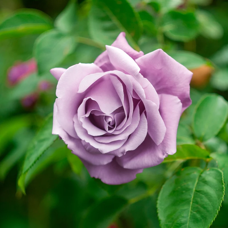 Rosier buisson Walztime
