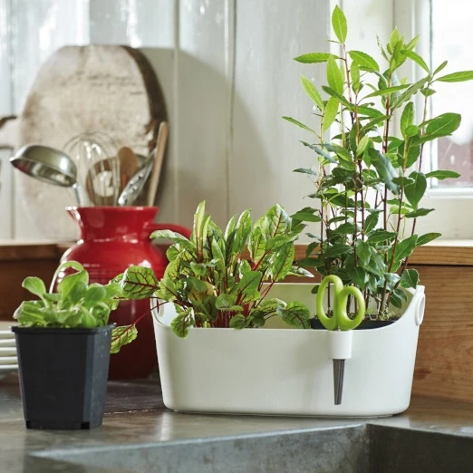 Cache-pot Brussels Herbs Station blanc ELHO