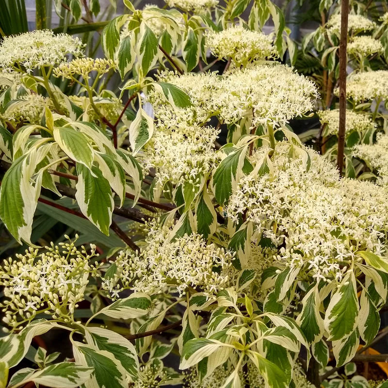 Cornouiller des pagodes panaché