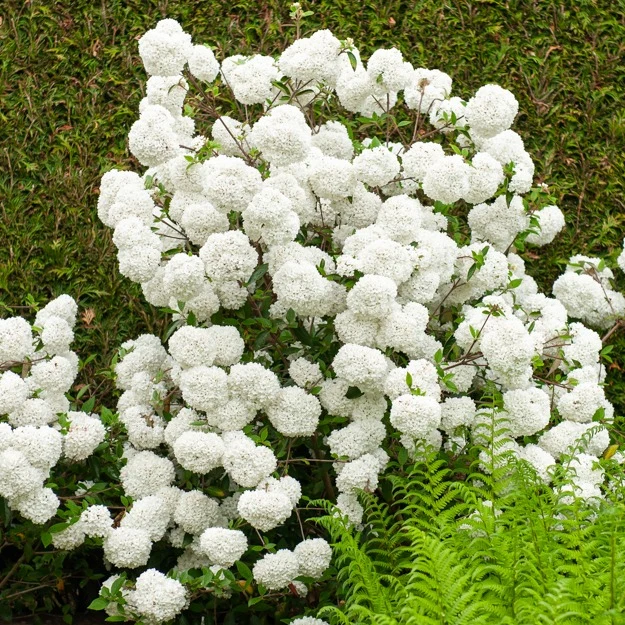 Viorne Boule de neige sur tige