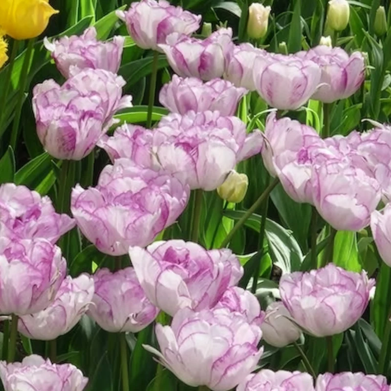 5 Tulipes à fleurs de pivoine Shirley double