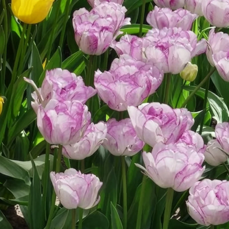 5 Tulipes à fleurs de pivoine Shirley double