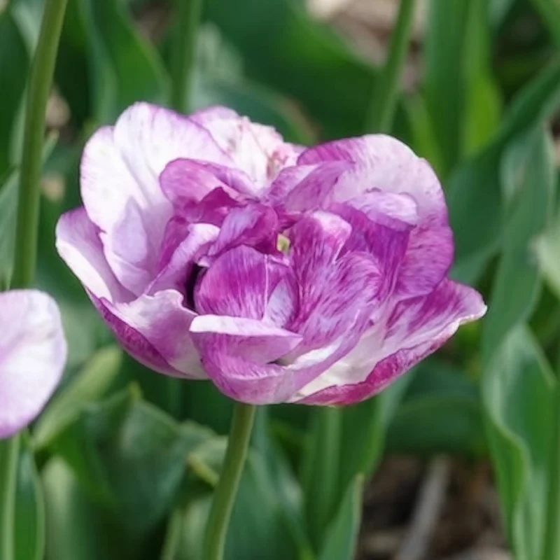 5 Tulipes à fleurs de pivoine Shirley double