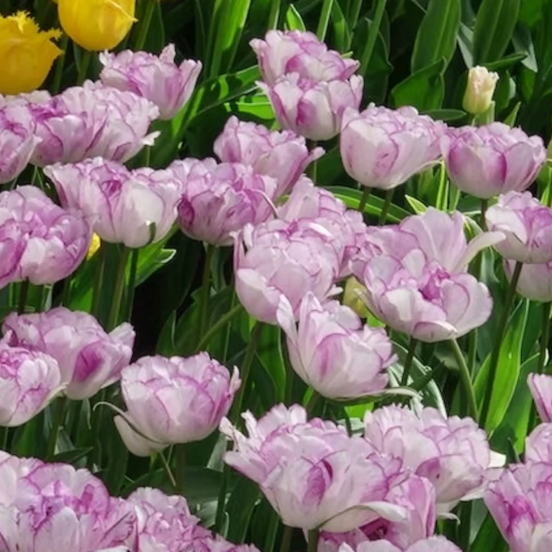 5 Tulipes à fleurs de pivoine Shirley double